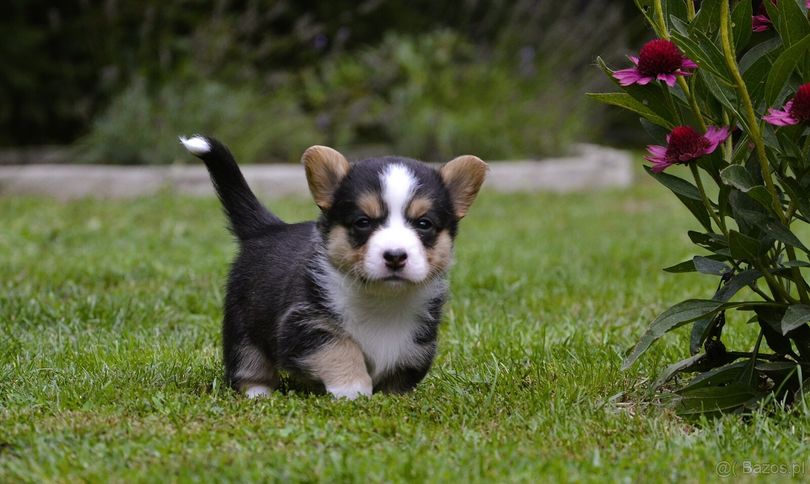 Welsh Corgi Cardigan ZKwP/FCI - 8