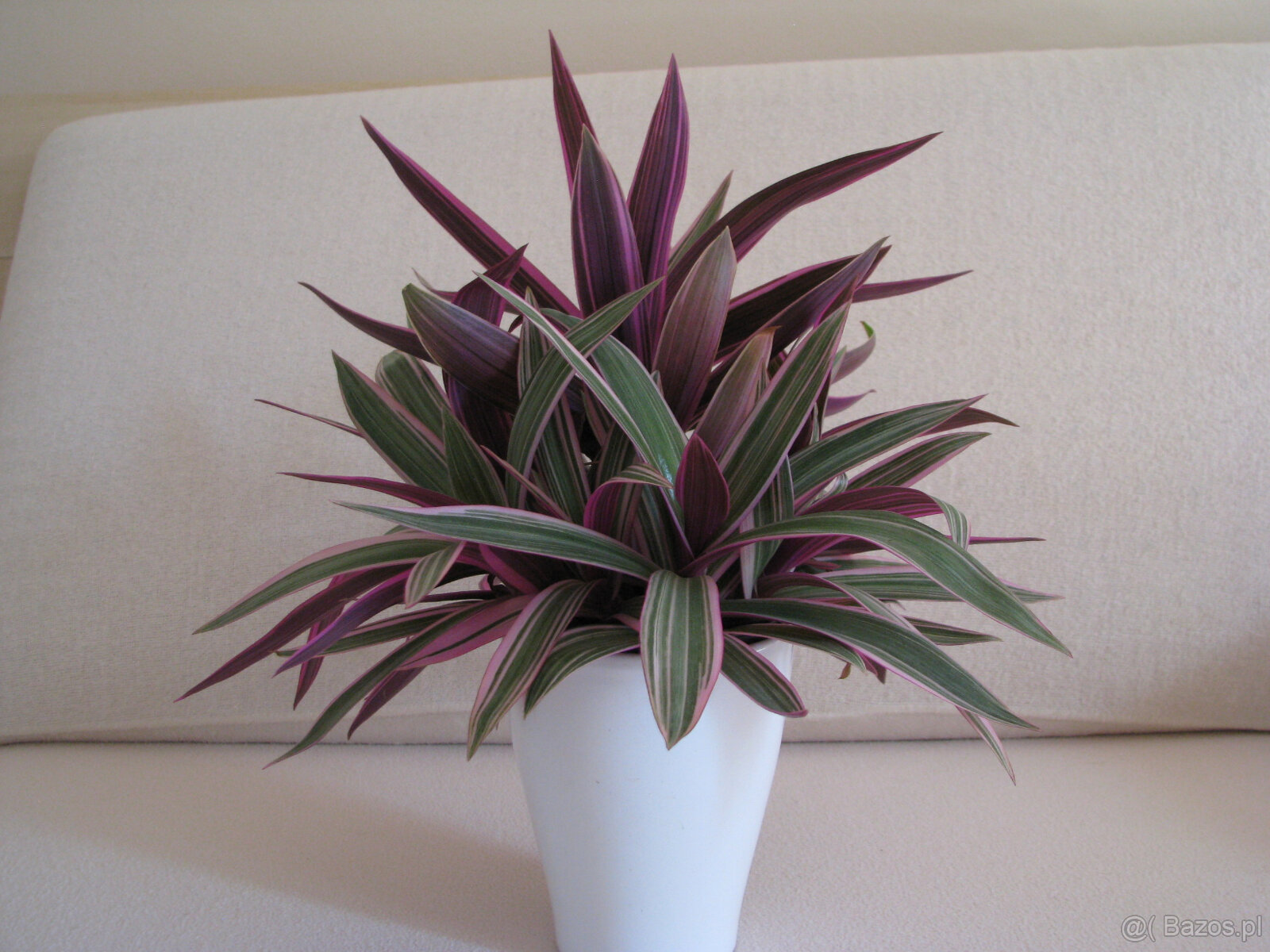 Reo meksykańskie trzykrotka tradeskancja piękna wielokolorow - 8