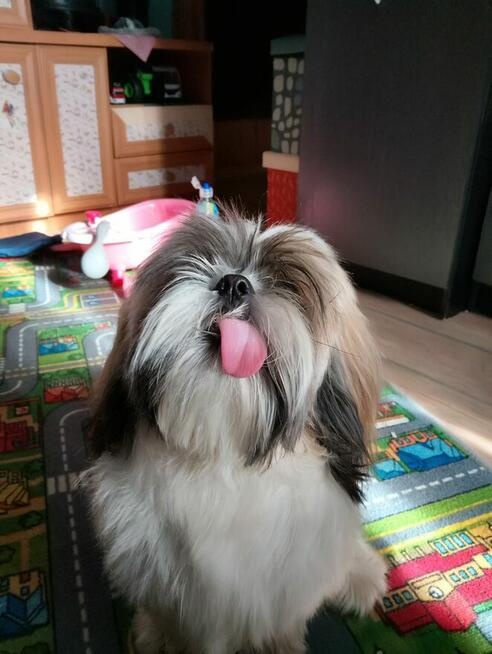 Sprzedam Psa rasy Shih tzu - 8