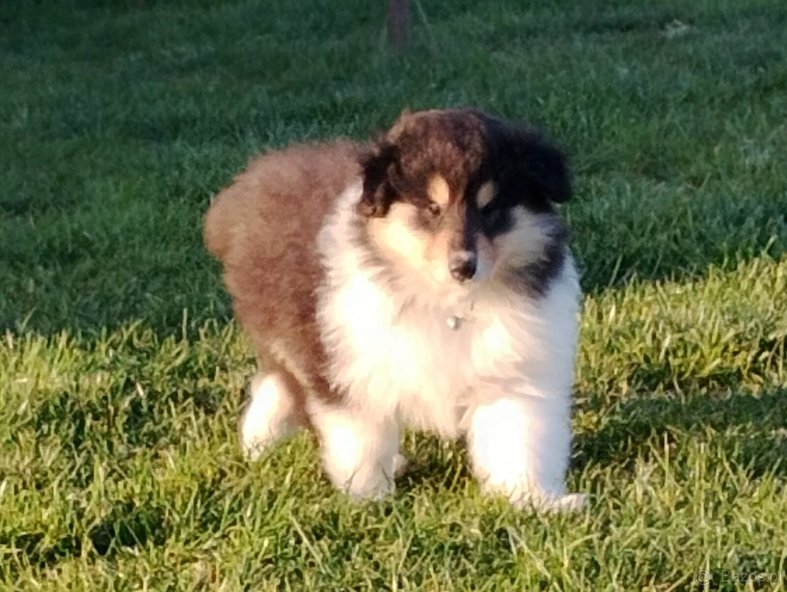 Owczarek szkocki collie długowłosy - 8