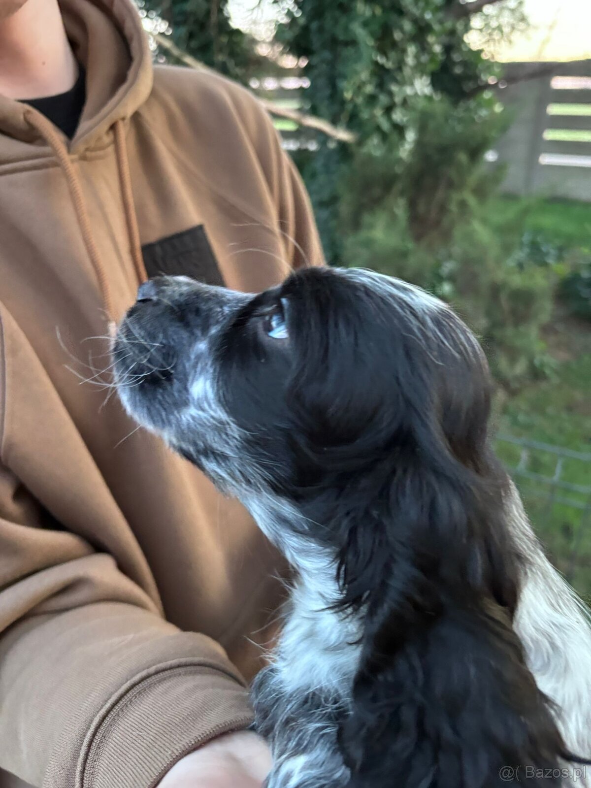 Cocker spaniel angielski - 8