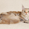 Śliczny kocurek Maine Coon PZF/WCF - LEGALNA HODOWLA - 8