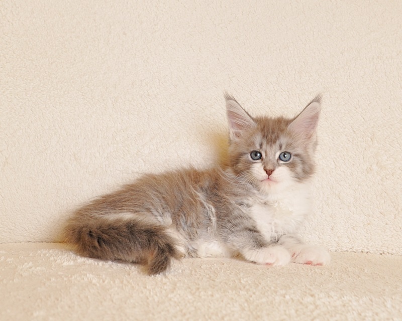 Przepiękna koteczka Maine Coon - LEGALNA HODOWLA - 8