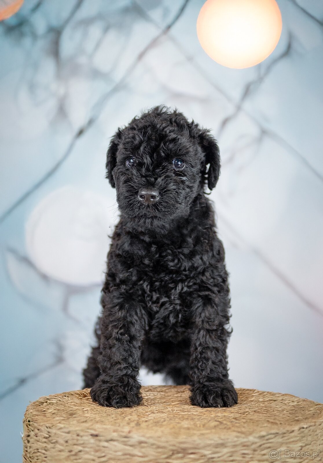 Szczeniak Kerry Blue Terrier - 8