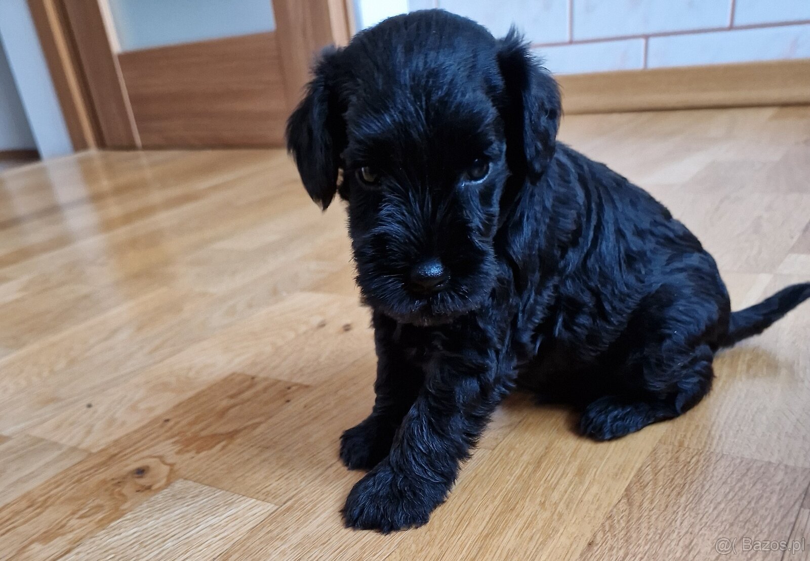 Sznaucer miniaturowy - 8