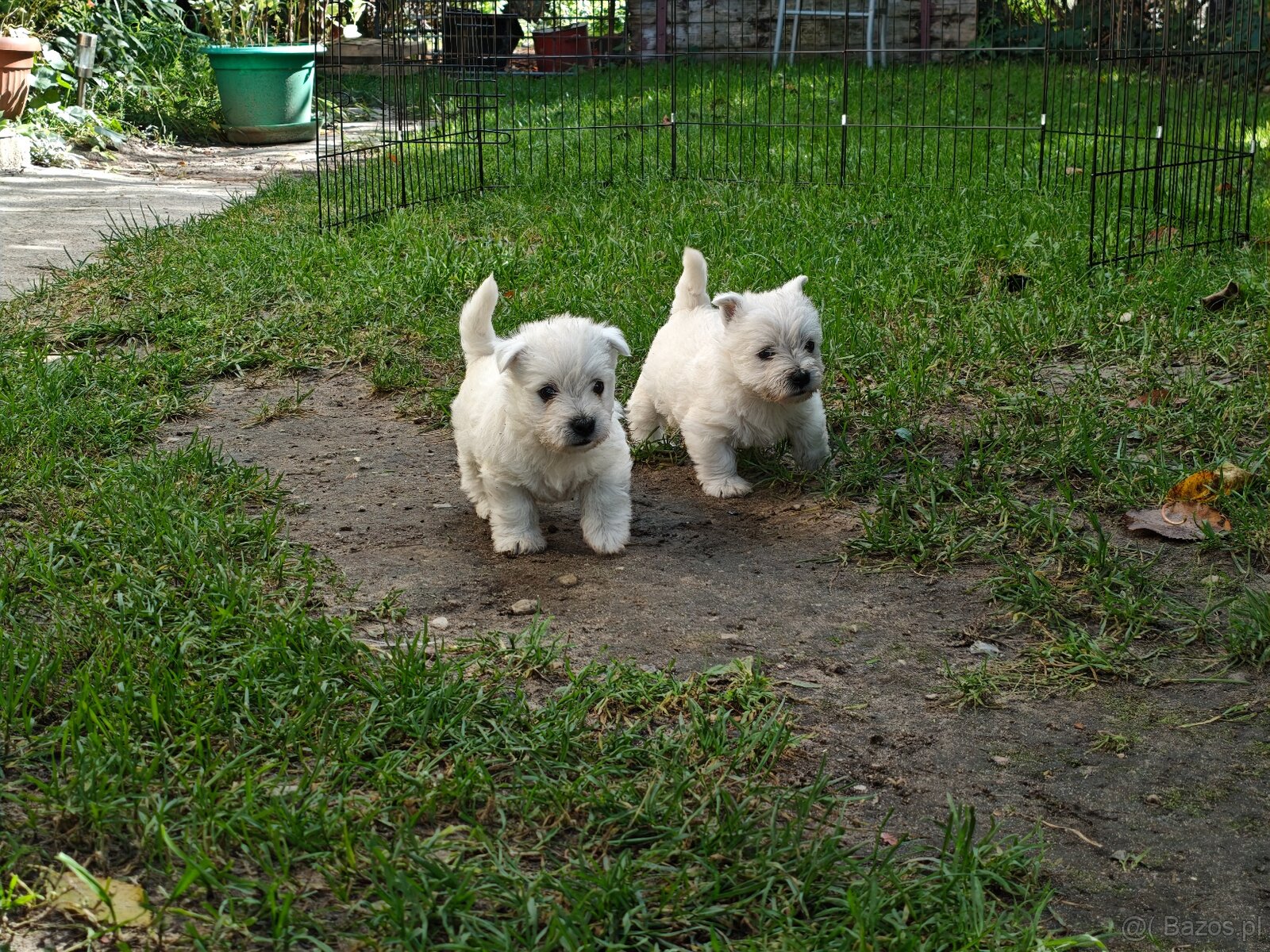 Szczenięta West Highland White Terrier - 8