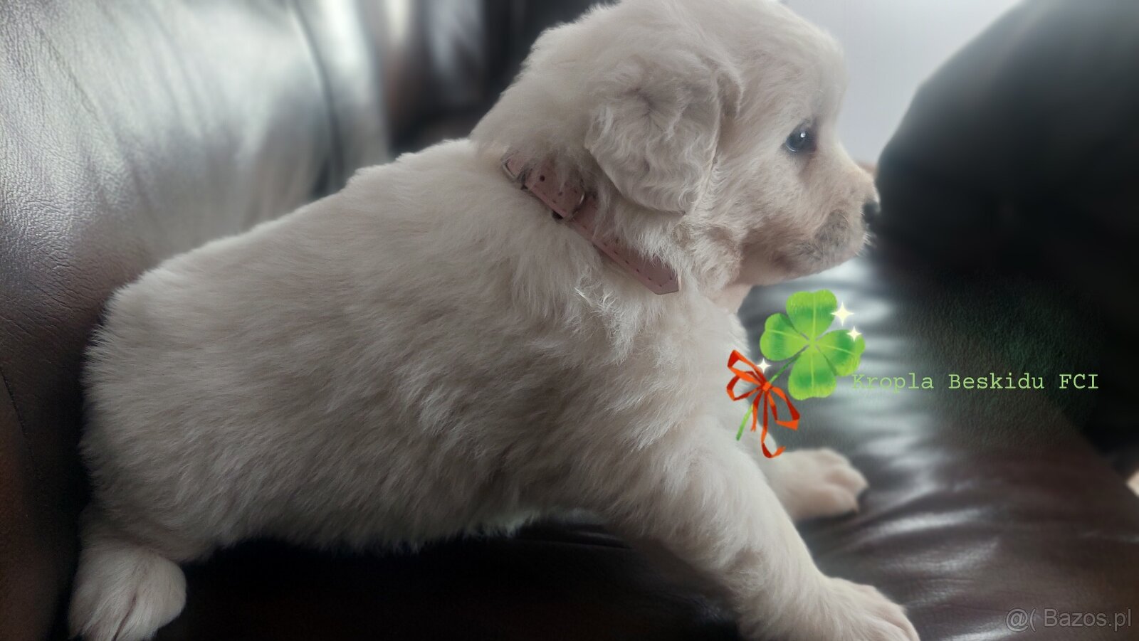 Polski Owczarek Podhalański FCI - 8