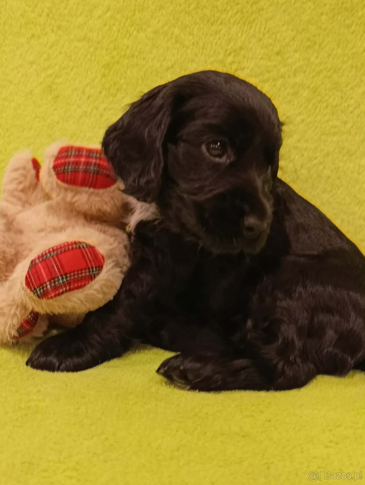 Cocker spaniel angielski - 8