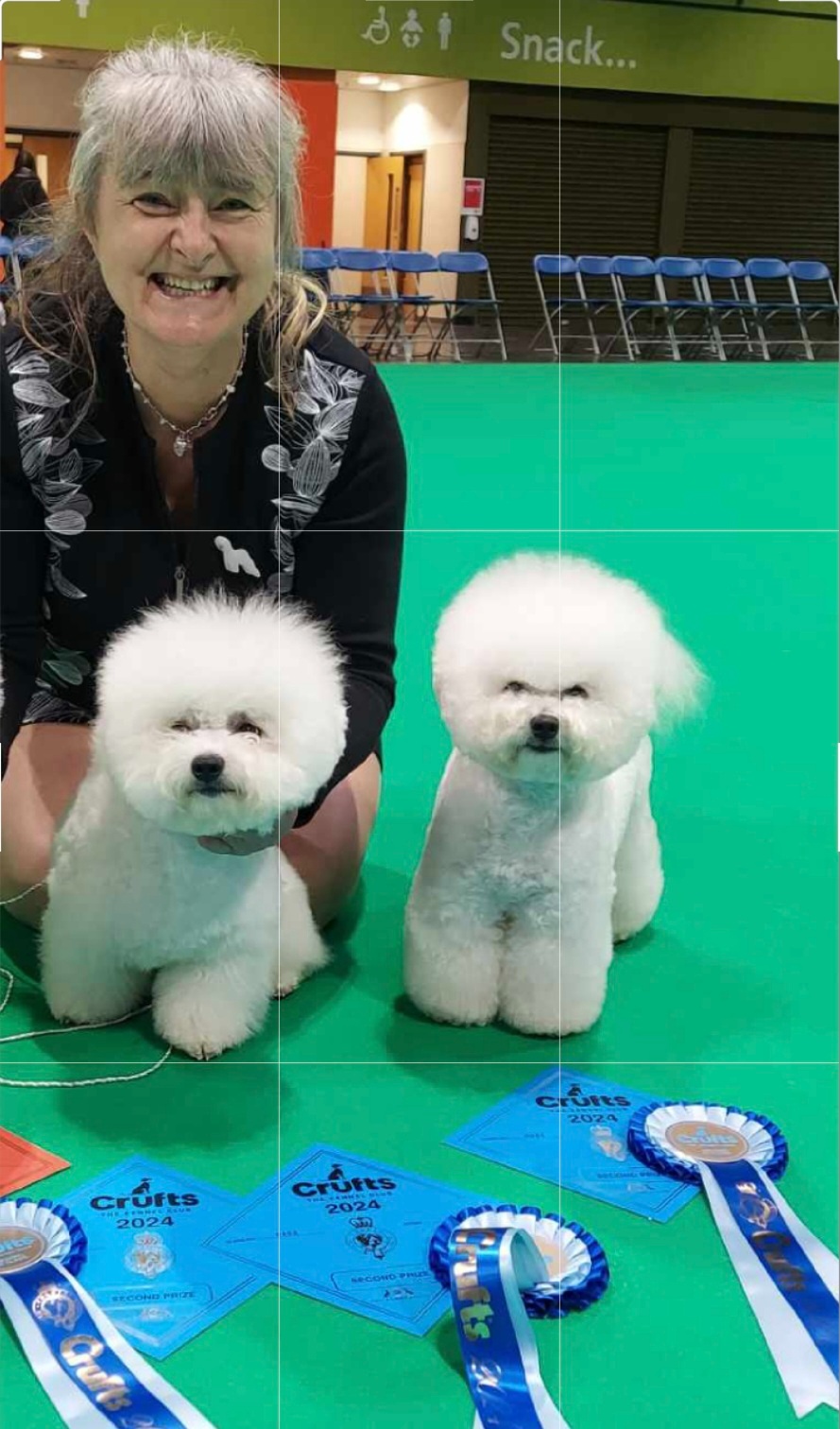 Bichon frise s PP - 8