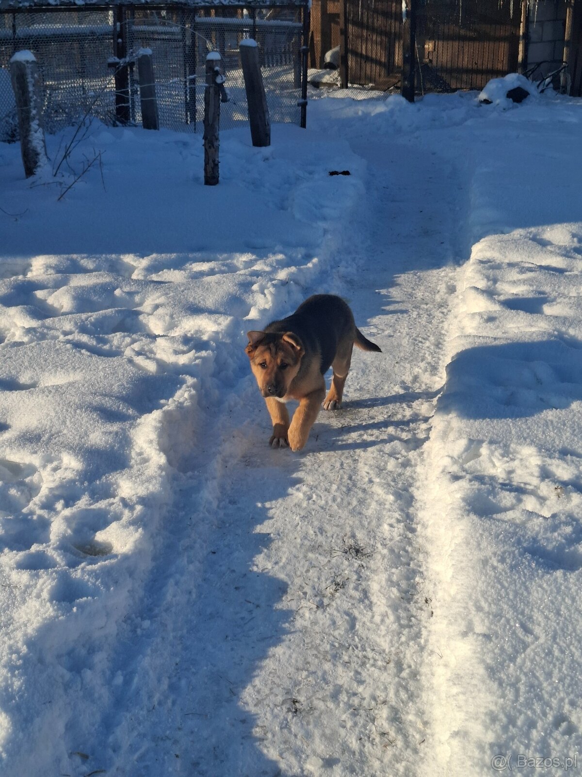 Oddam suczkę cztery miesiące - 8