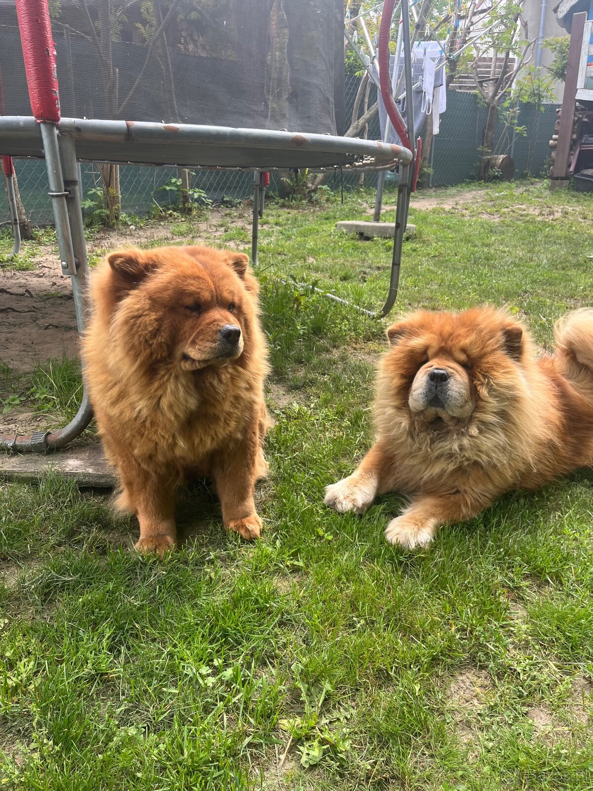 Chow Chow - 8