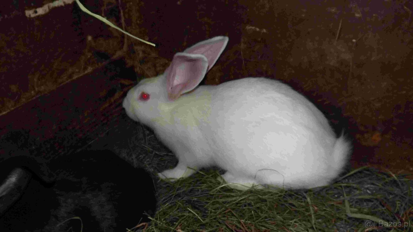 sprzedam króliki - 8