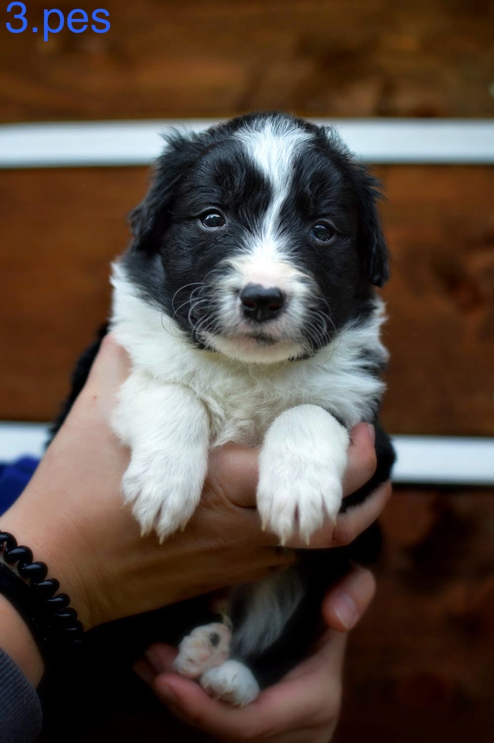 Border Collie - 8