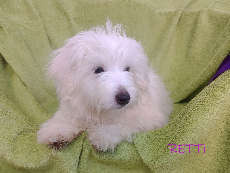 SAMIEC biały piesek Coton De Tulear szczenię ZHPR UCI Kraków - 8