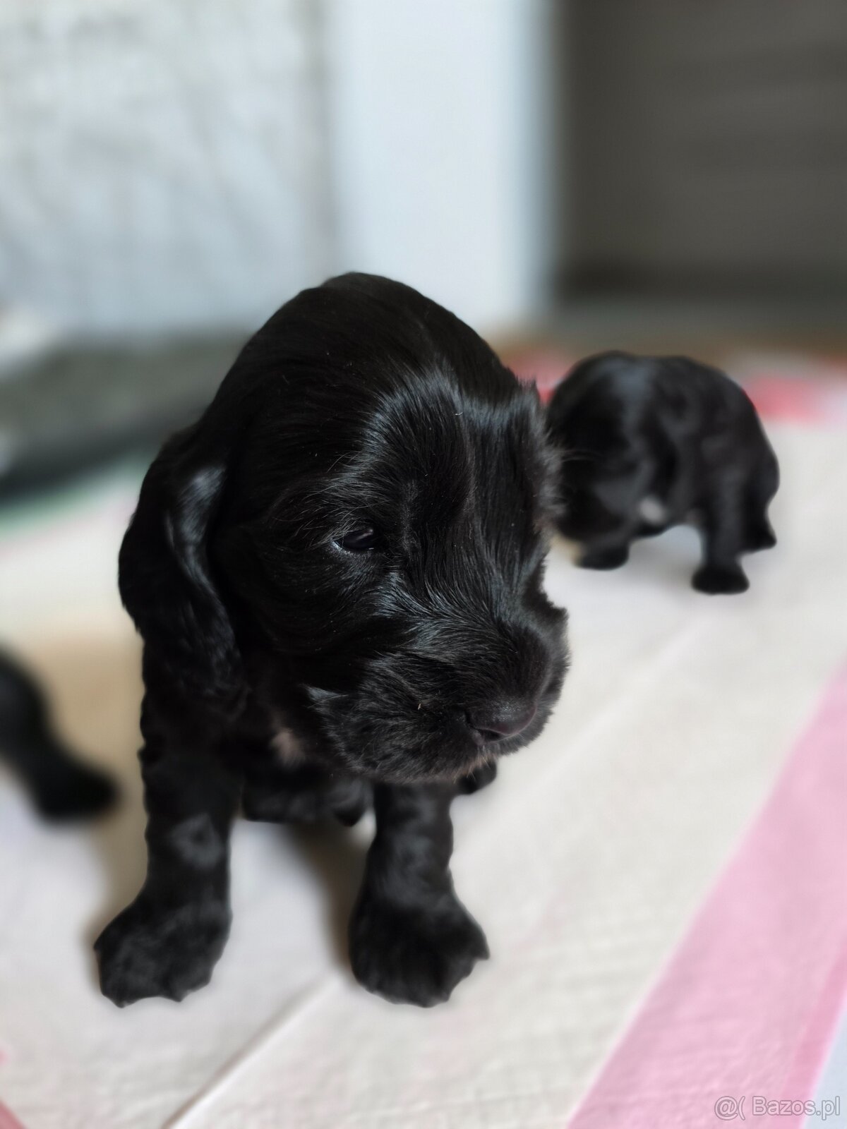 Cocker spaniel angielski - 8