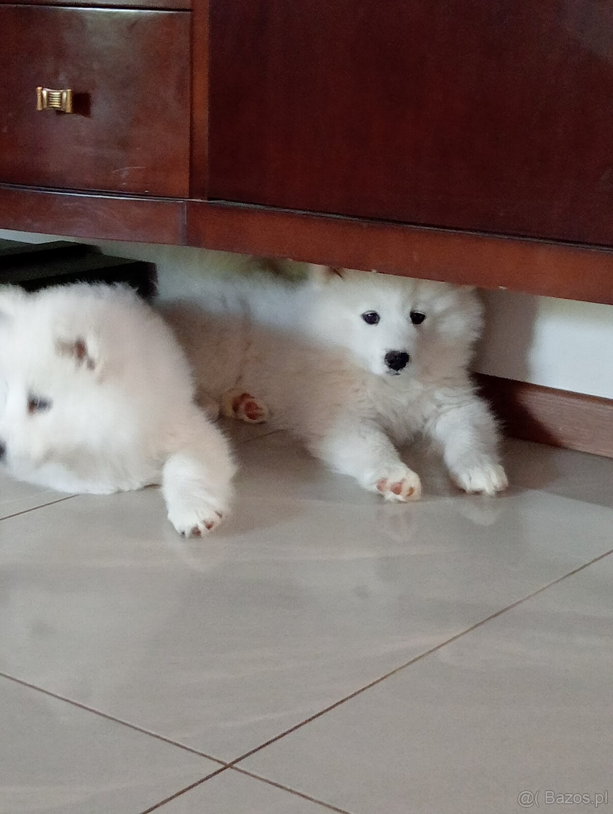 Samoyed - szczenięta - 8