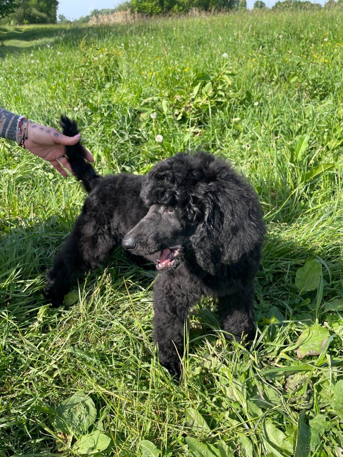 Pudel Królewski z rodowodem - SABLE - DO ODBIORU - 8