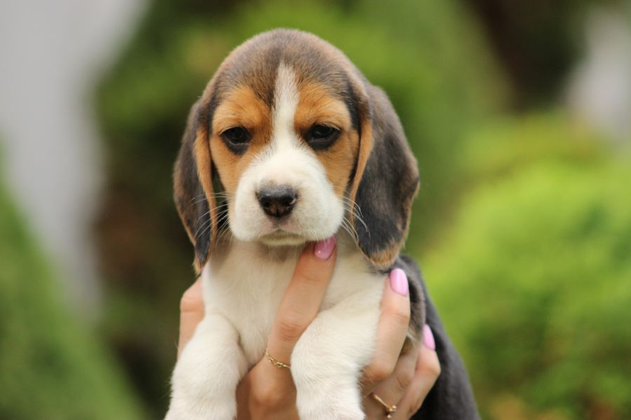 Beagle szczeniaczki ZKwP FCI po Championie - 8