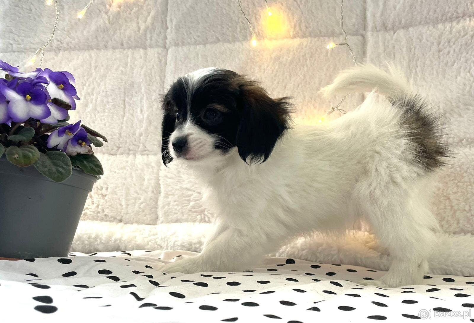 spaniel kontynentalny miniaturowy, phalene, nie papillon - 8