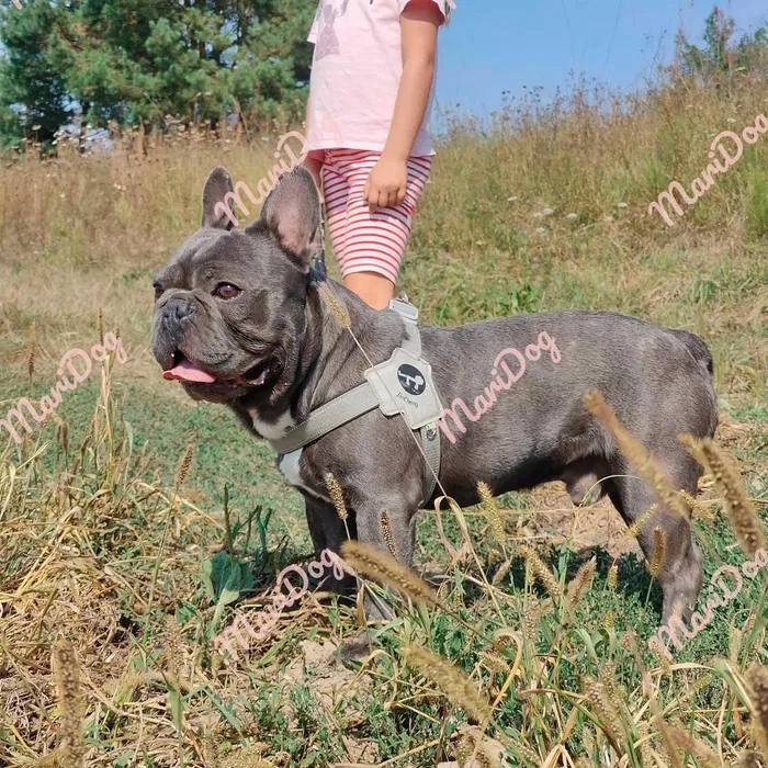 Buldog francuski BLUE szczeniak pies piesek suczka RODOWÓD - 8