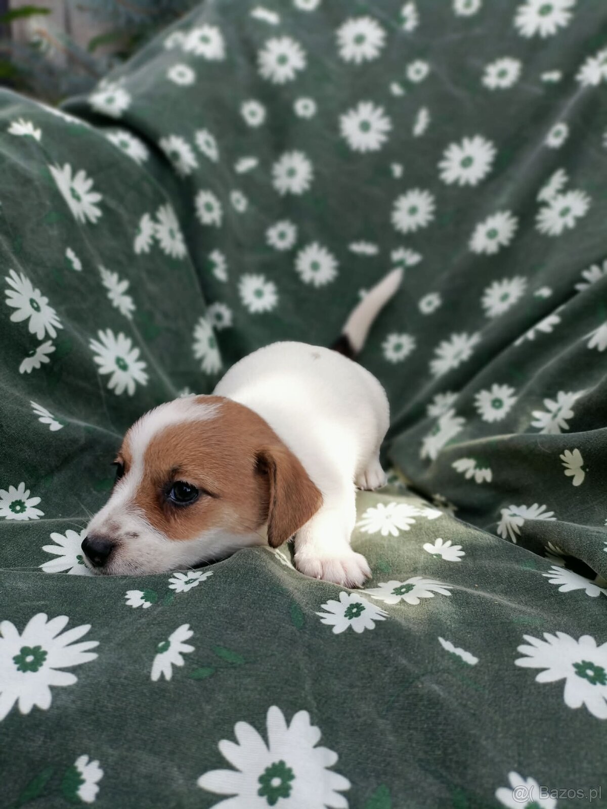Jack Russell terrier JRT rodzice FCI - 8