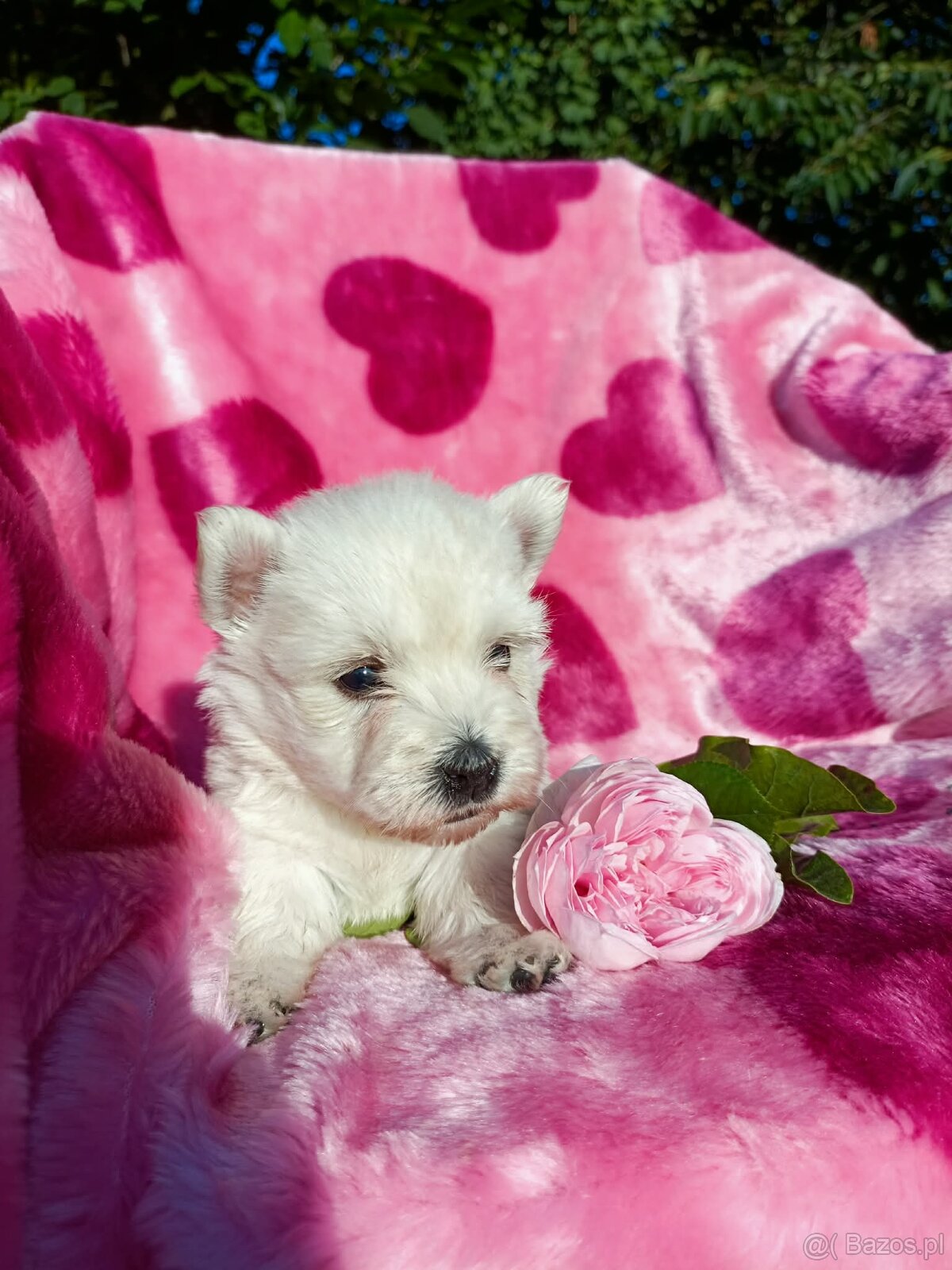 Wzorcowa suczka West highland white terrier ojciec FCI - 8