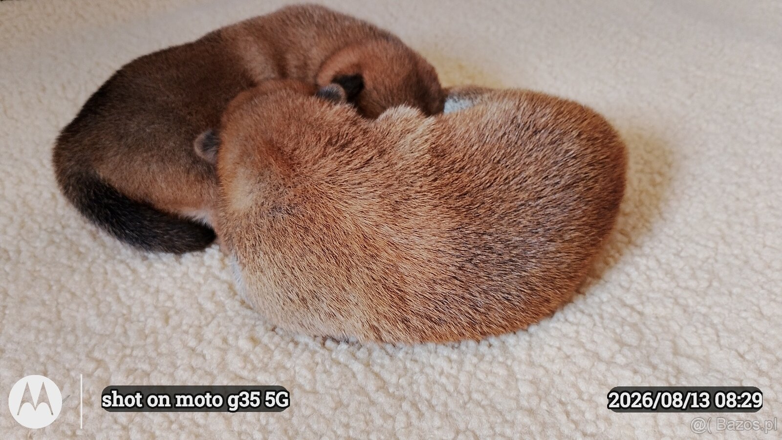Dwoje szczeniąt Shiba Inu ur.07.08.2026r. - 8