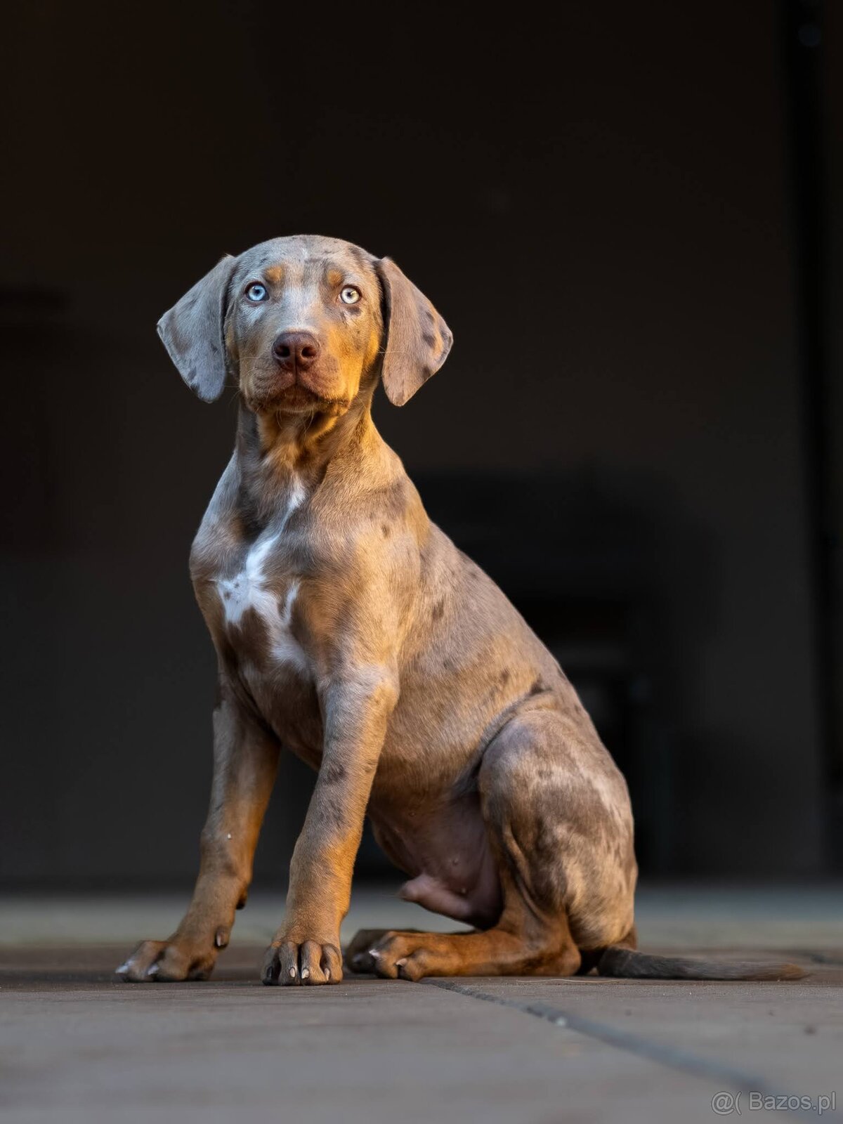 Catahoula Leopard Dog - 8