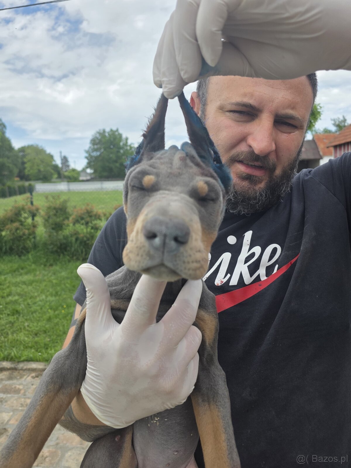 NIEBIESKIE KOPIOWANE SZCZENIĘTA DOBERMANA Z RODOWODEM FCI - 8