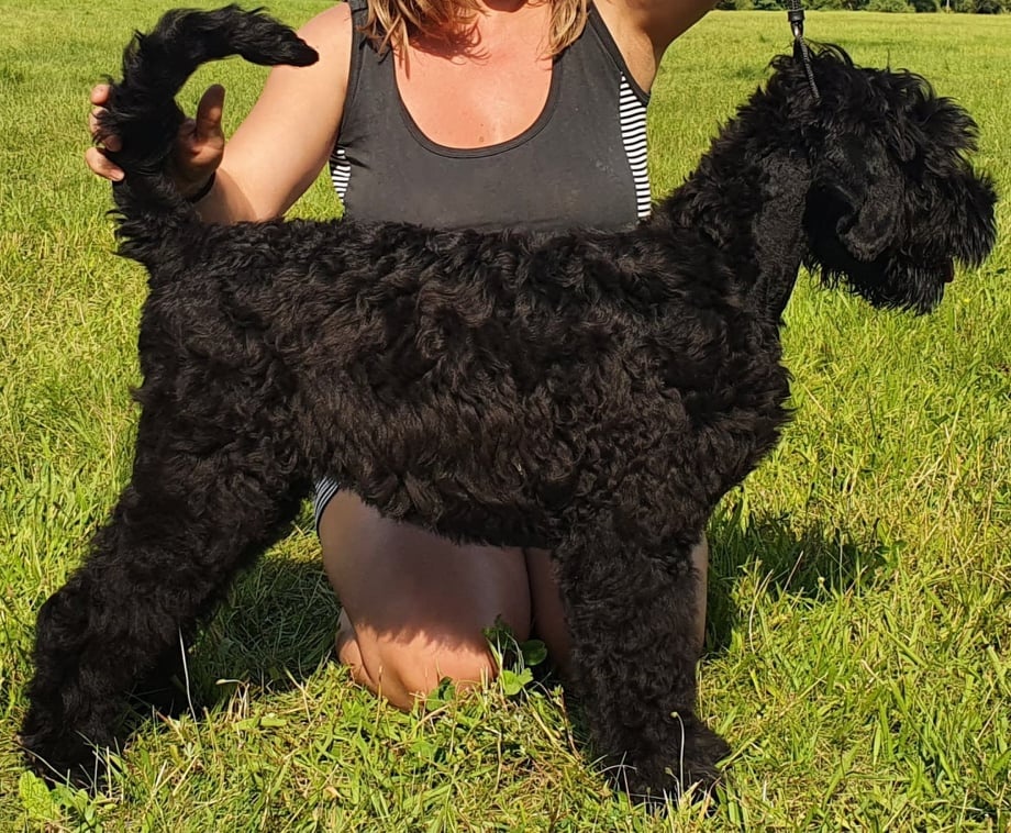 Czarny terier rosyjski - szczeniak - 8