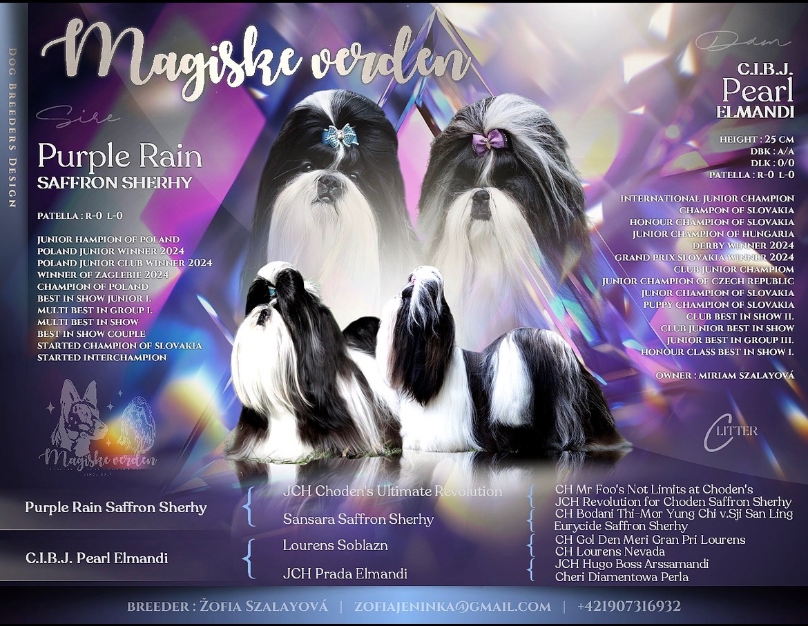 Shih Tzu PP ( shihtzu, sicu) - 8