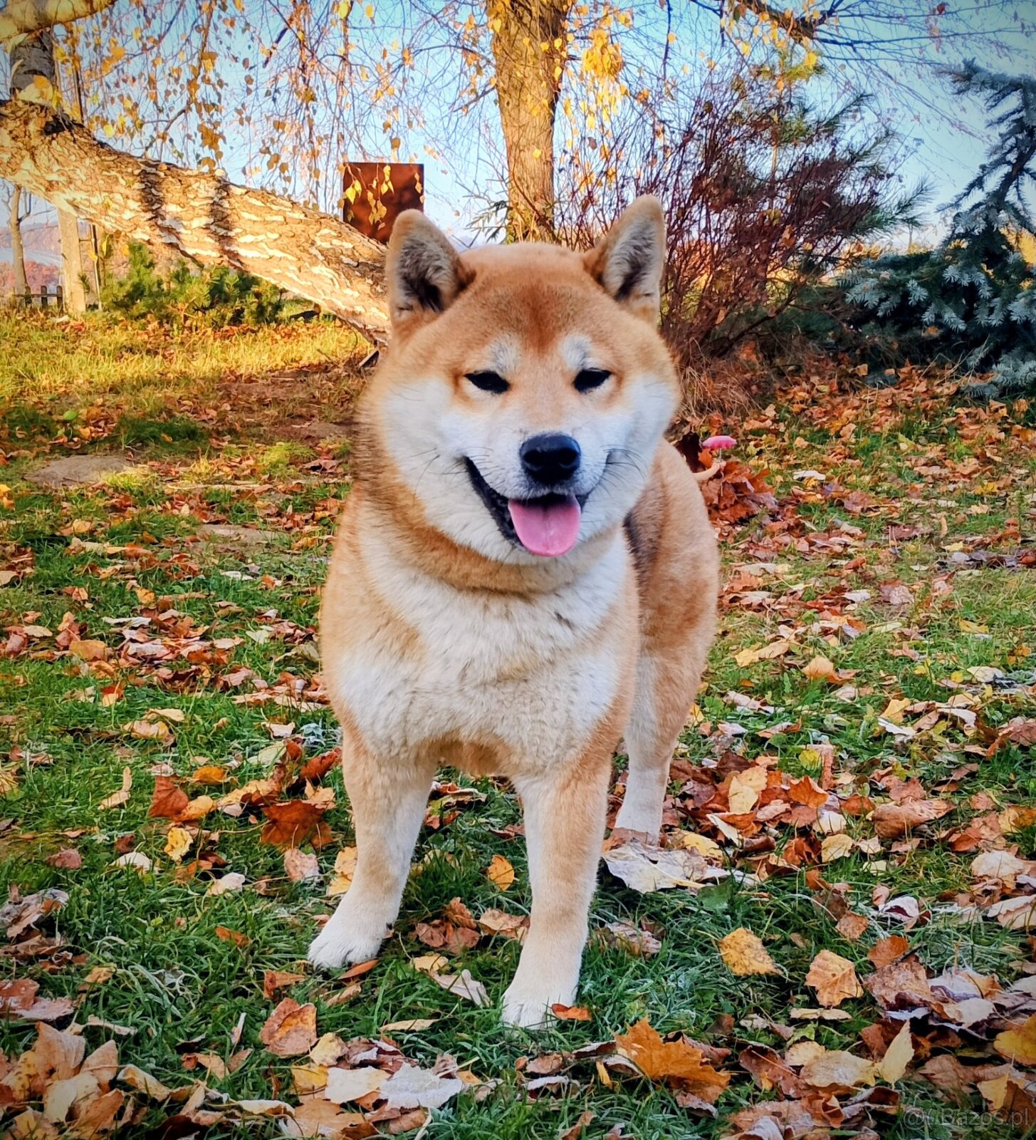 Shiba Inu - czerwony, roczny samczyk - 8