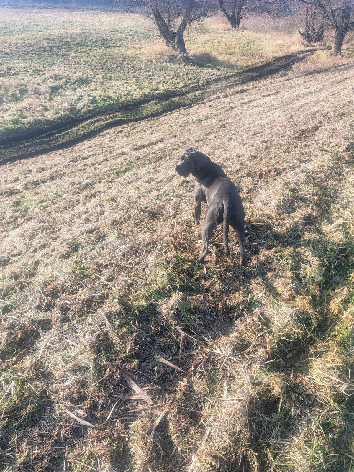 Cane Corso suka 14 miesięcy - 8