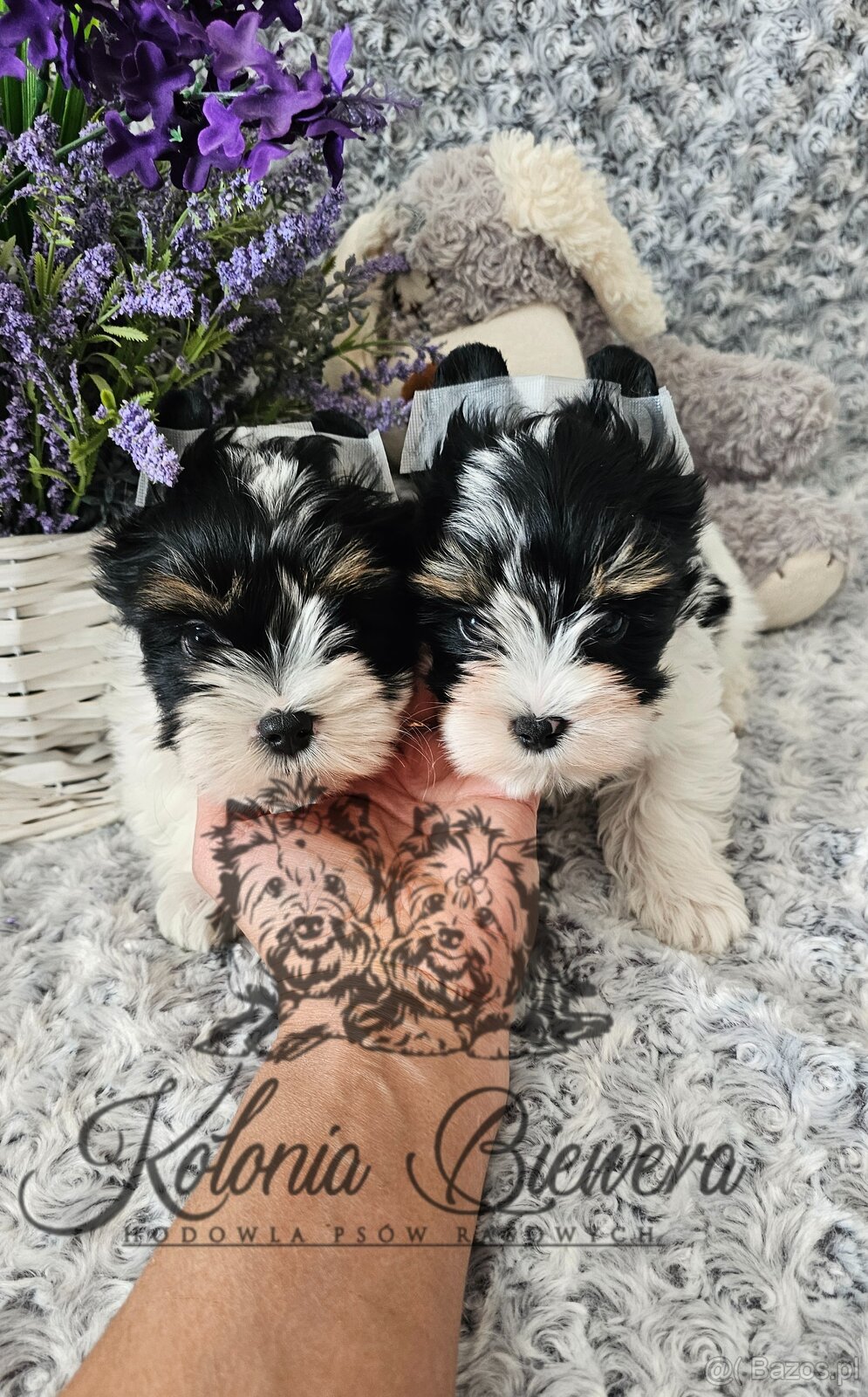 Yorkshire Terrier Biewer (TRICOLOR) piesek PASZPORT - 8