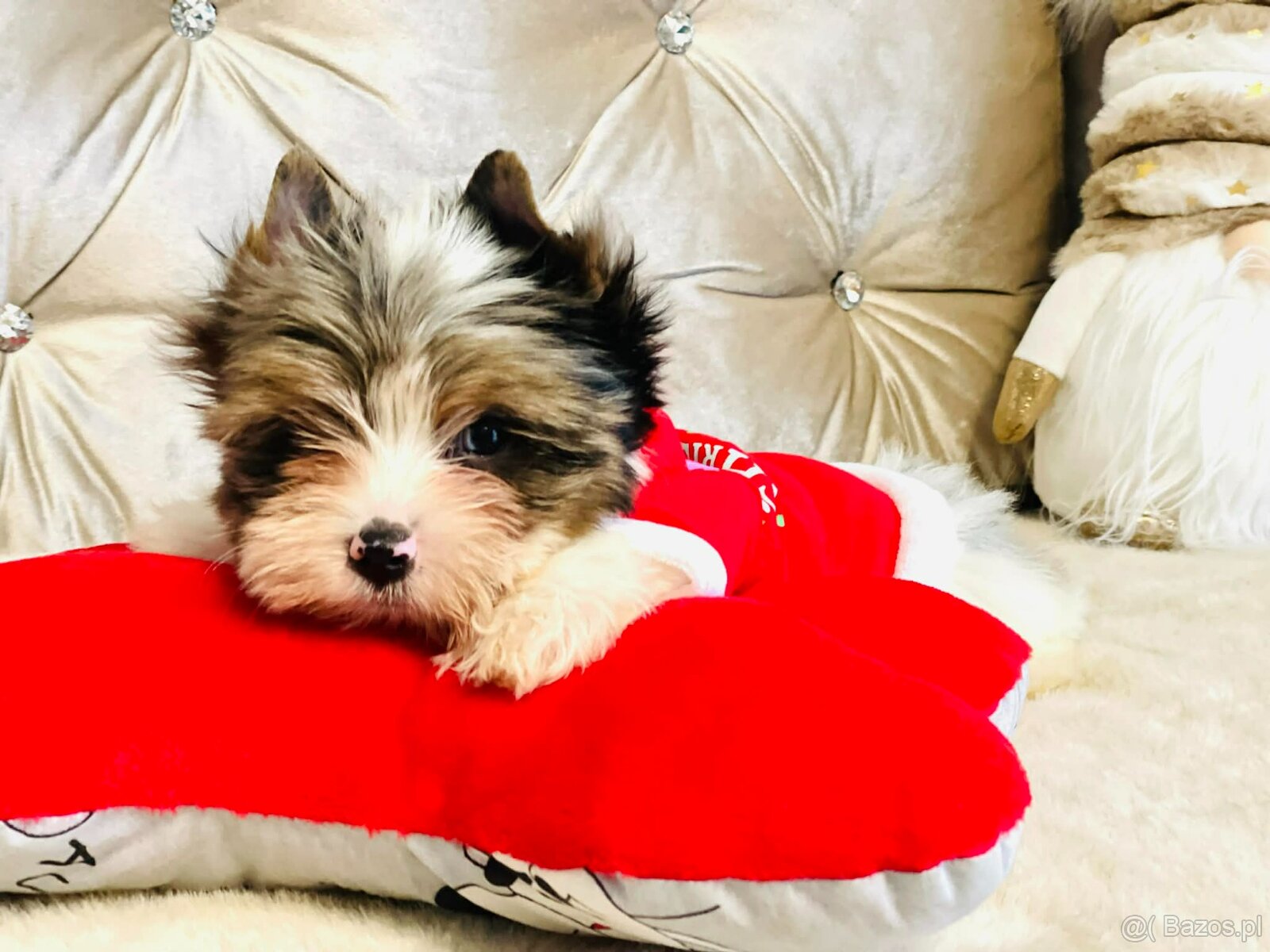 York Mikołaj z Bajki - do Kochania. Cudak. - 8