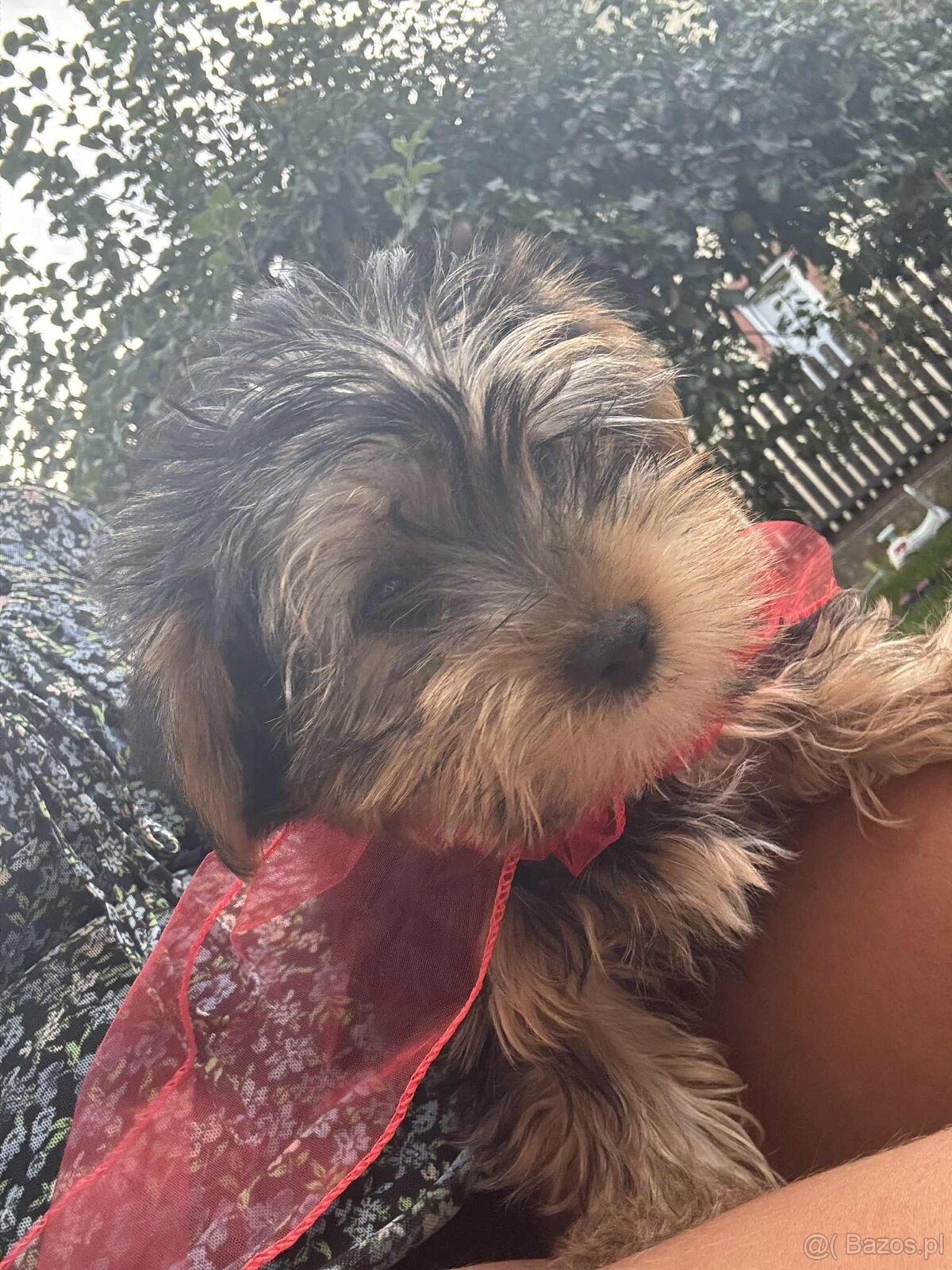 York terier średni - 8