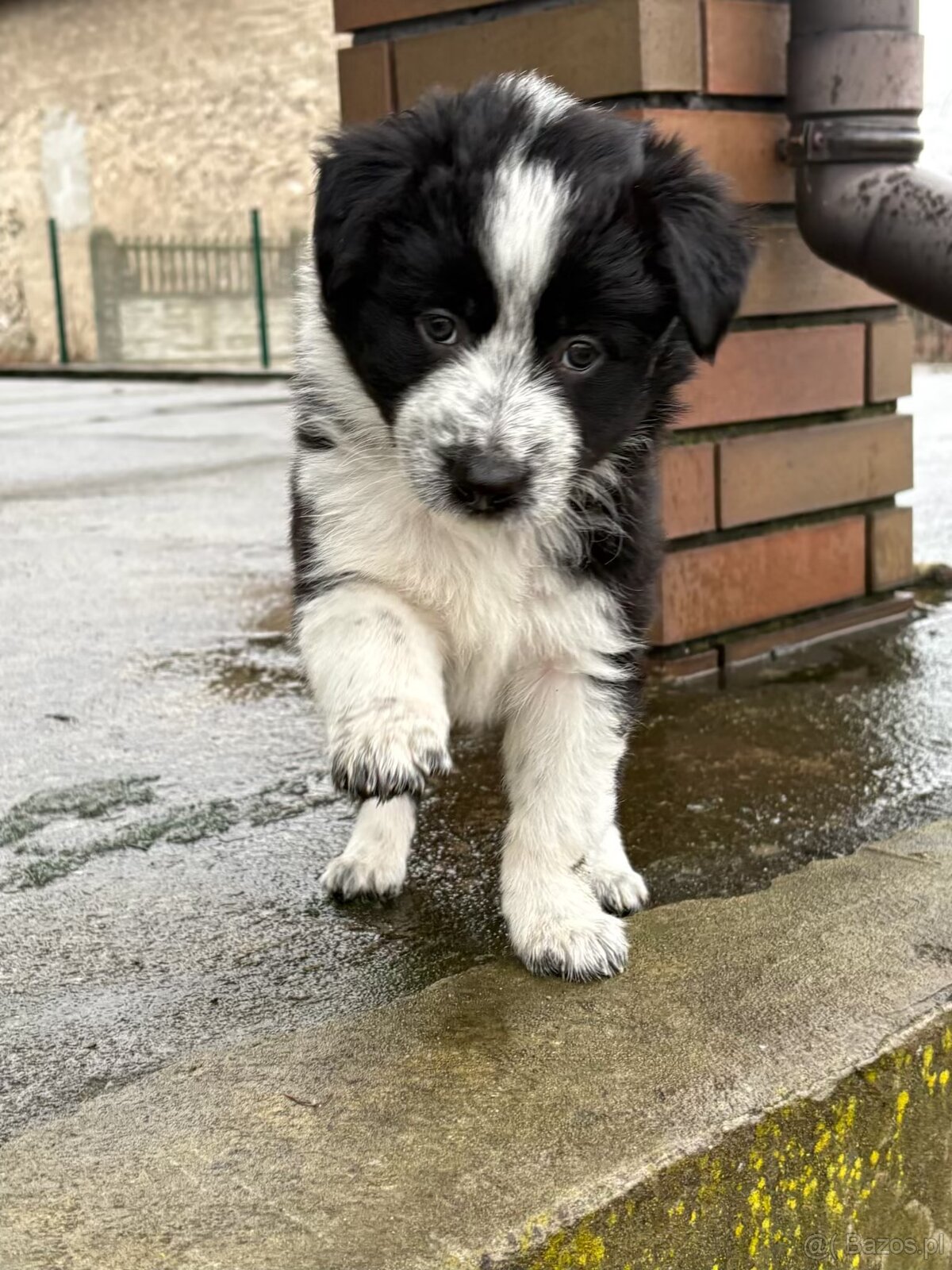 Szczeniaki border collie - 8