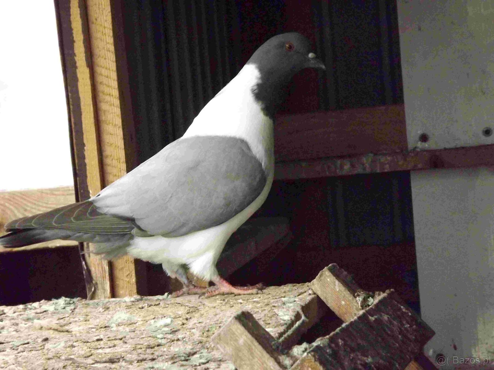 sprzedam gołębie - 8