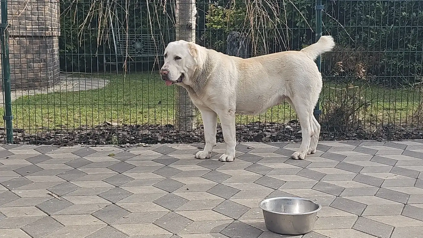 Owczarek środkowoazjatycki – szczenięta z rodowodem - 8