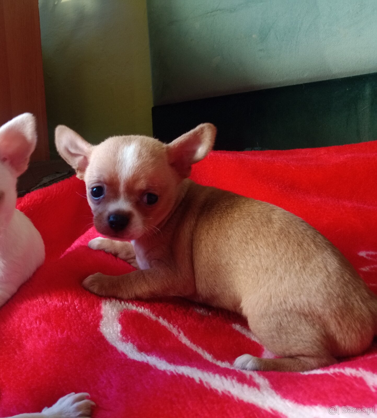 Chihuahua szczenięta - 8