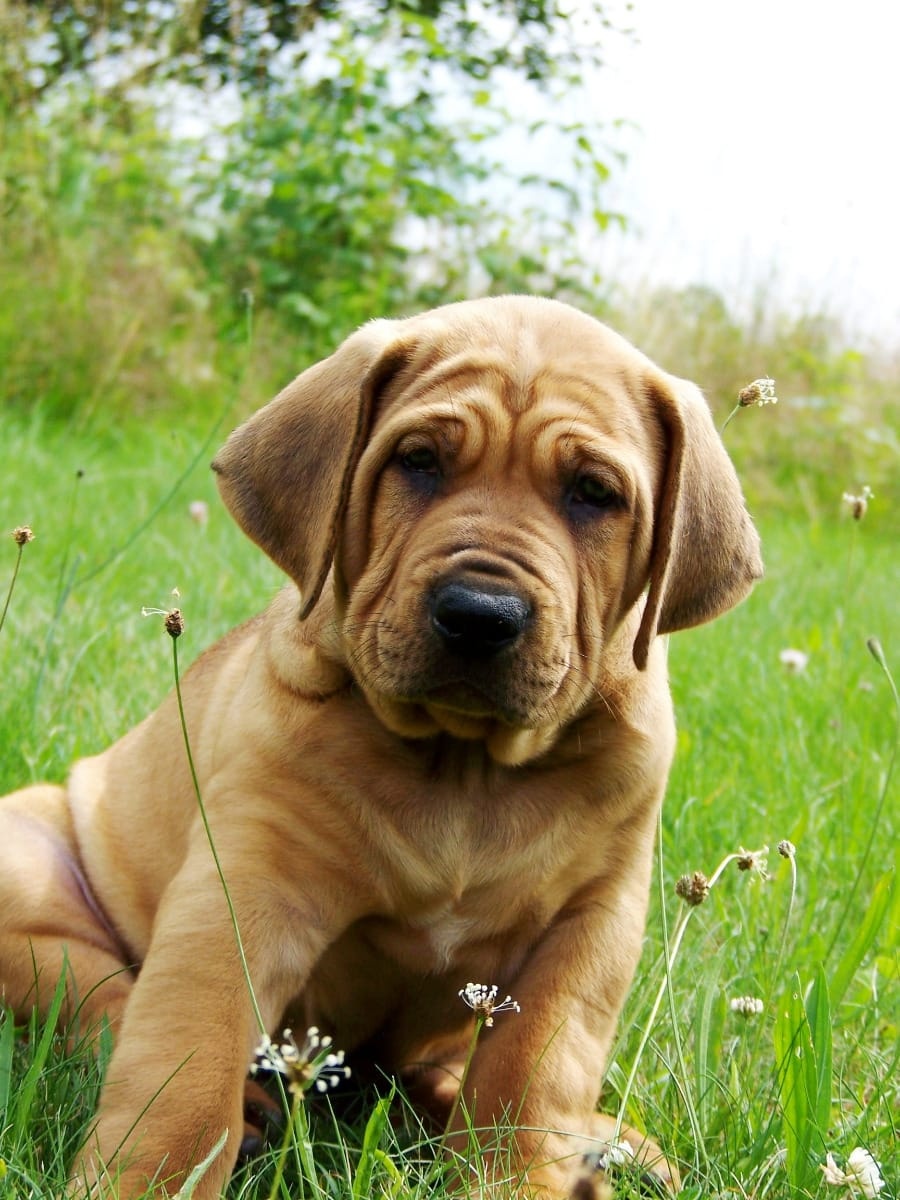 Tosa inu - przyjmujemy rezerwacje na szczenięta wiosna/lato - 8