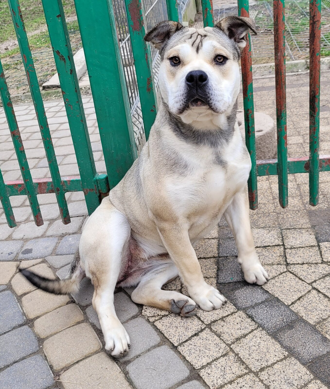 Dog Z Majorki Ca De Bou - 8