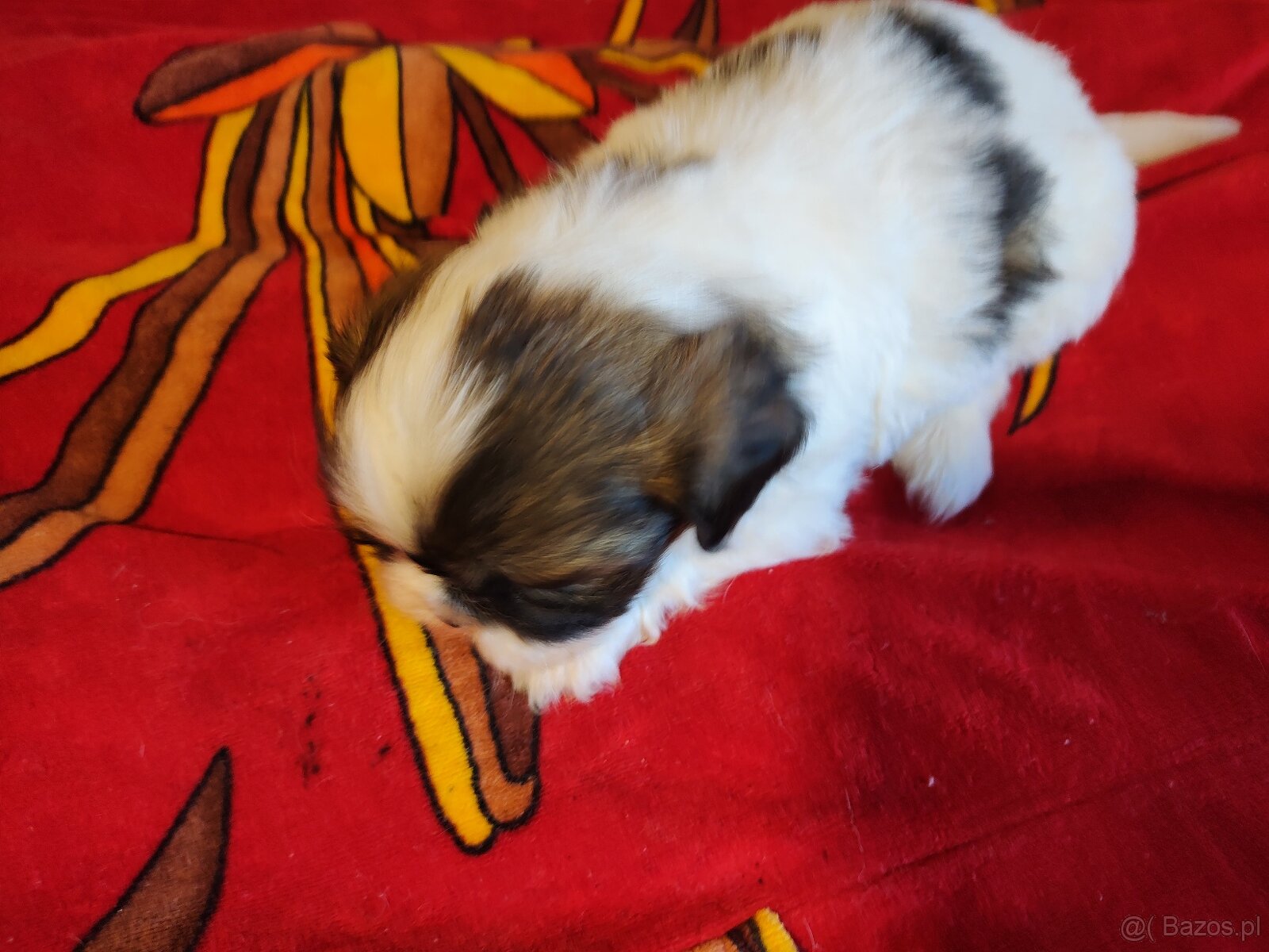 Suczki mieszanka ( shih tzu - pekińczyk) - 8