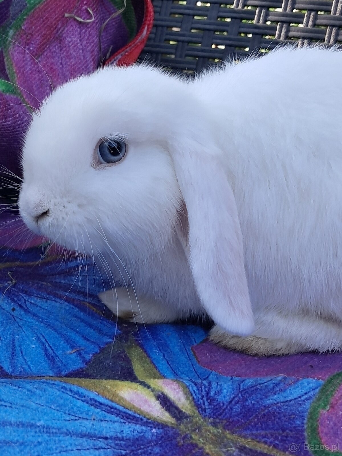Białe baranki mini lop - 8