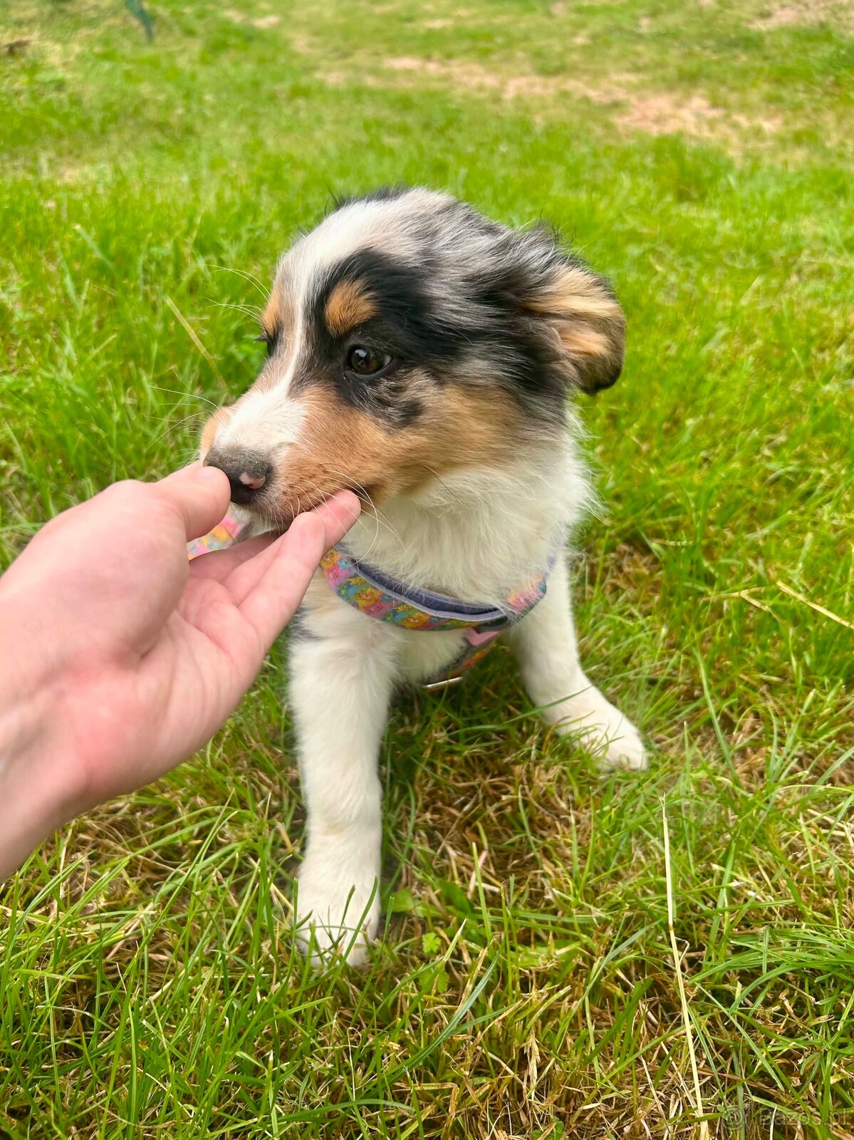 Border collie - 8