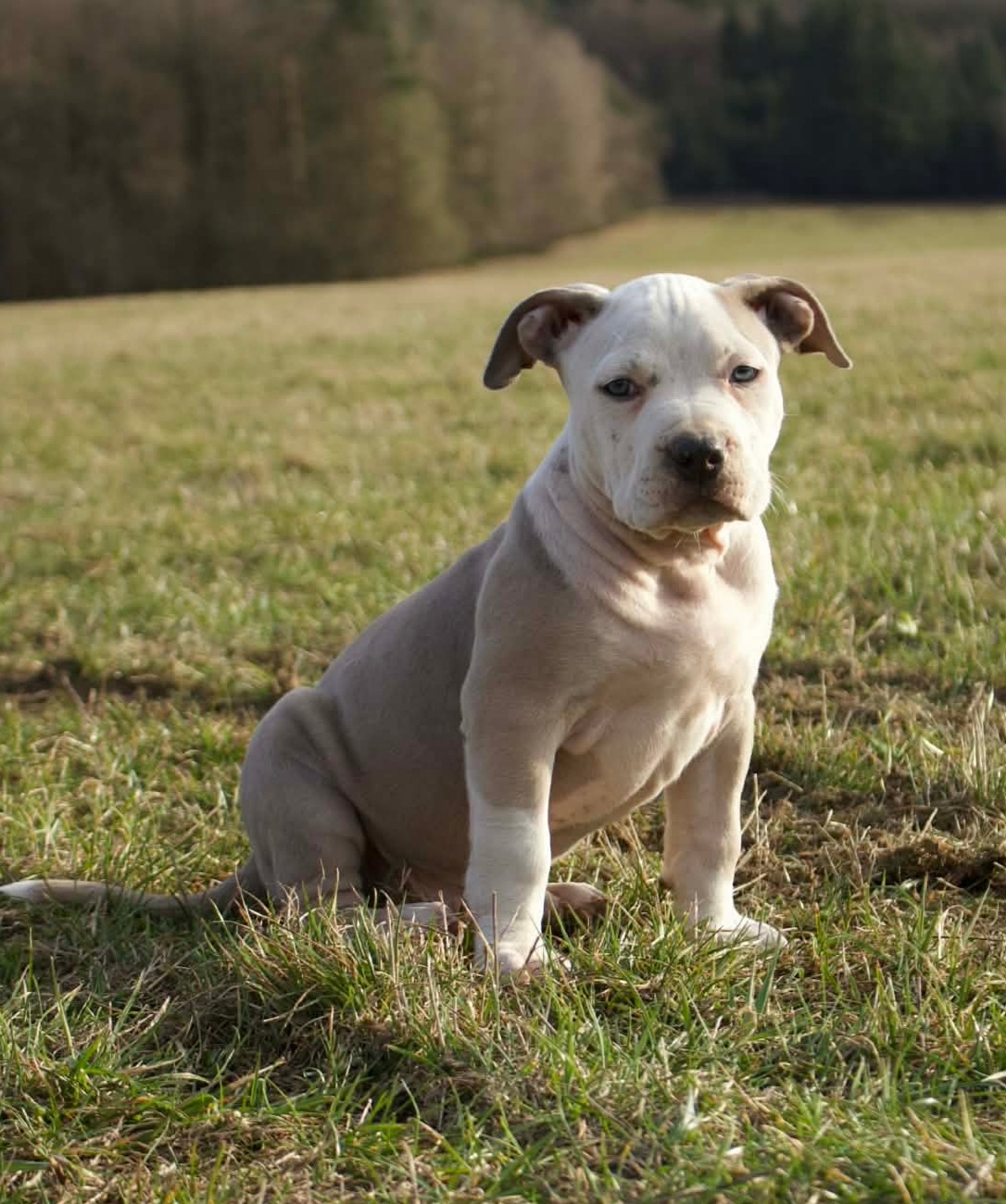 American Bully Standard - 8