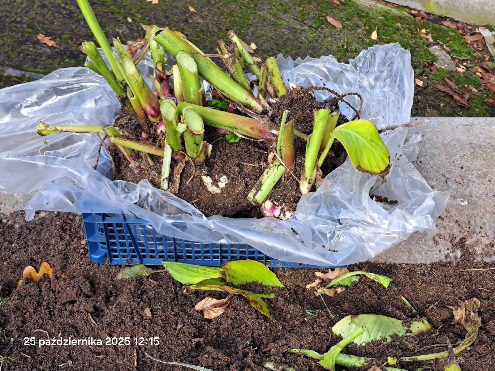 Kanny czerwone świeżo wykopane - 8