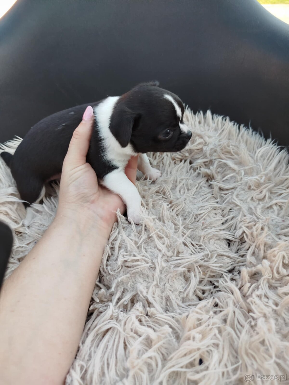 Piękny piesek chihuahua - 8