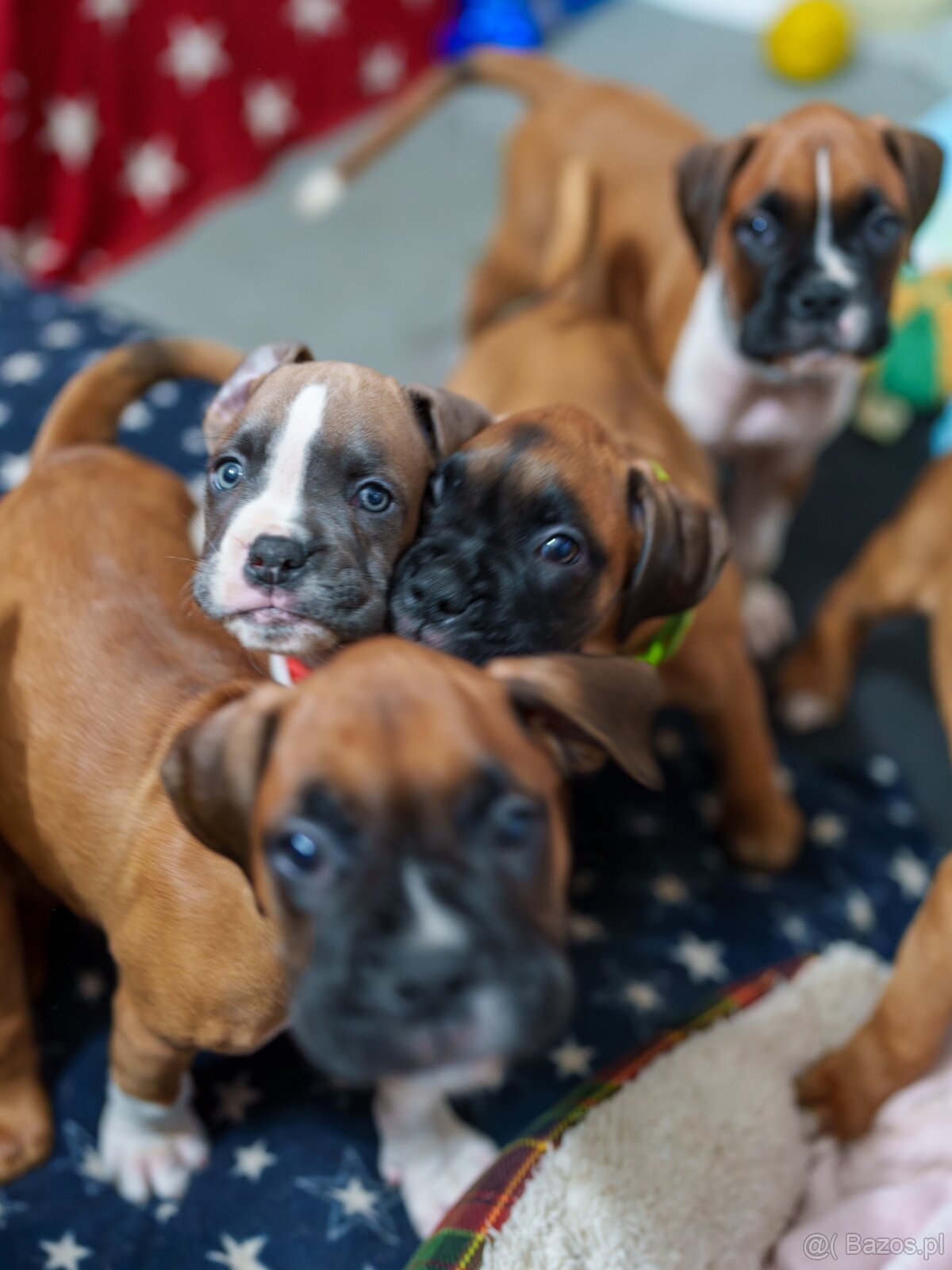 Boxer szczeniak rodowód bokser - 8