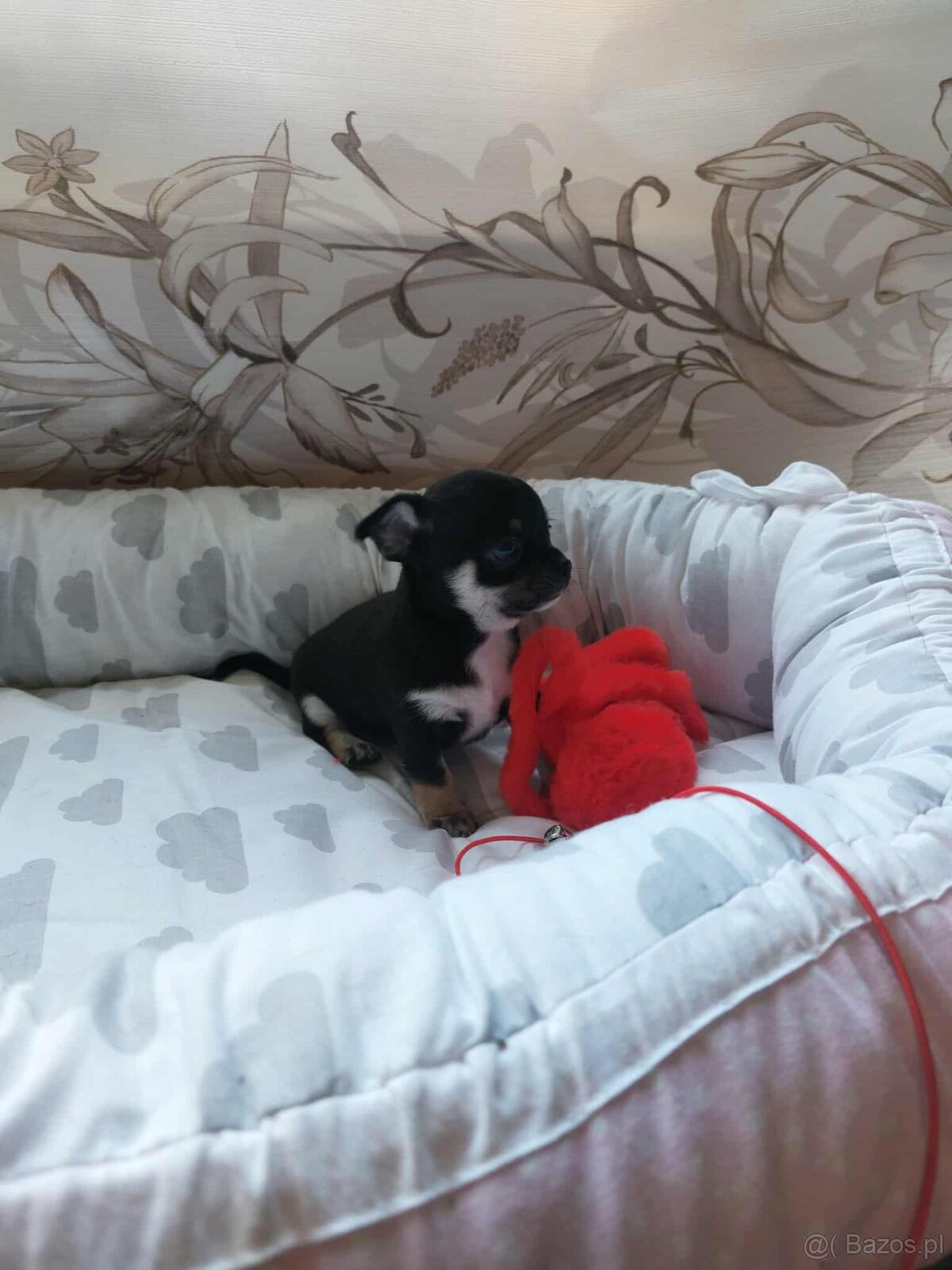 Śliczne suczki CHIHUAHUA - 8